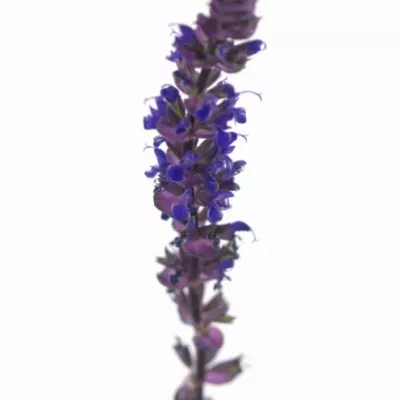 SALVIA NEMOROSA CARADONNA 50cm