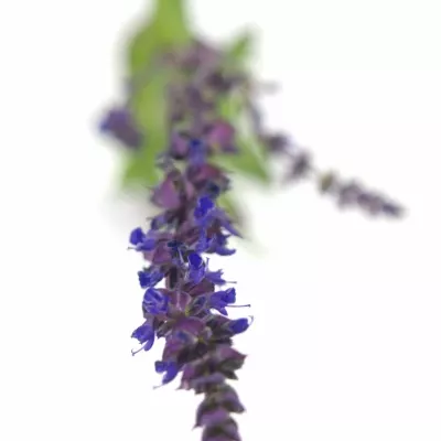 SALVIA NEMOROSA CARADONNA 50cm