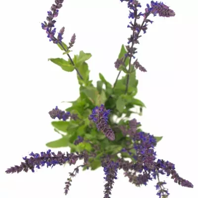 SALVIA NEMOROSA CARADONNA 50cm