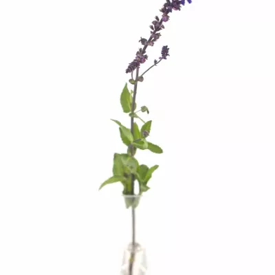 SALVIA NEMOROSA CARADONNA 50cm