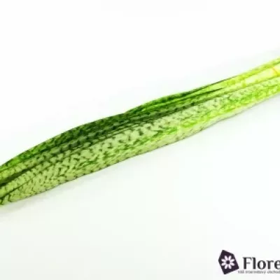 SANSEVIERIA ZEYKANIC 80cm