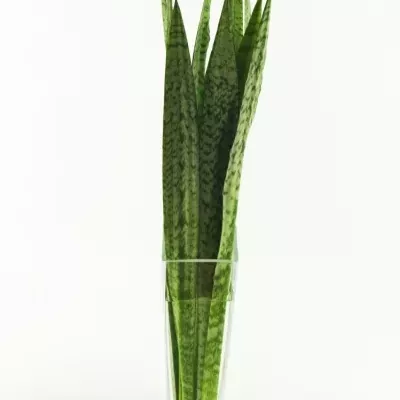 SANSEVIERIA ZEYKANIC 80cm