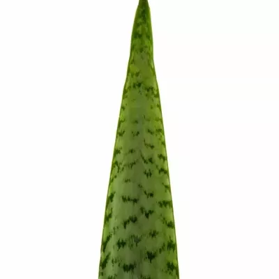 SANSEVIERIA ZEYKANIC 80cm