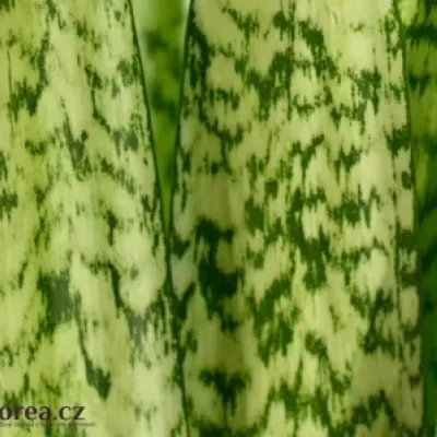 SANSEVIERIA ZEYKANIC 80cm