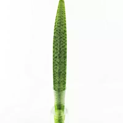 SANSEVIERIA ZEYKANIC 80cm