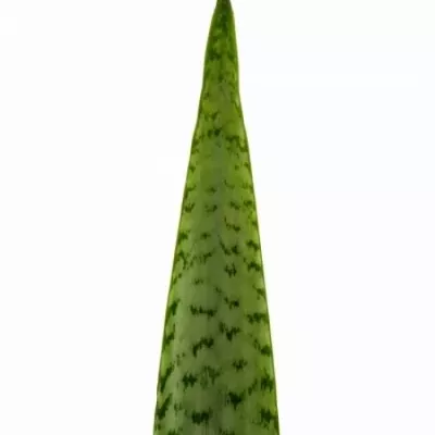 SANSEVIERIA ZEYKANIC 80cm