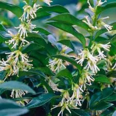 SARCOCOCCA CONFUSA