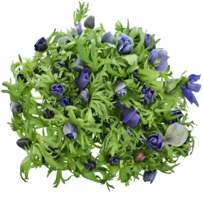 Sasanka CORONARIA CARMEL BLUE 35cm