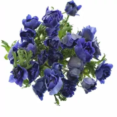 Sasanka CORONARIA FULLSTAR DEEP BLUE