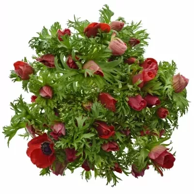 Sasanka CORONARIA MERON RED 55cm