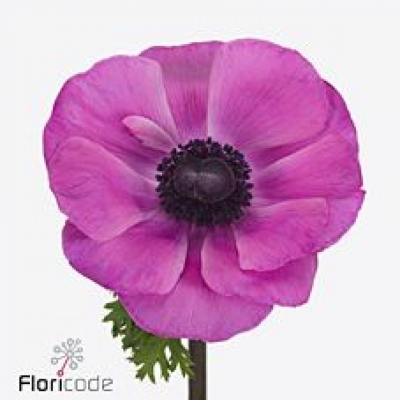 Sasanka CORONARIA MISTRAL PLUS FUCSIA