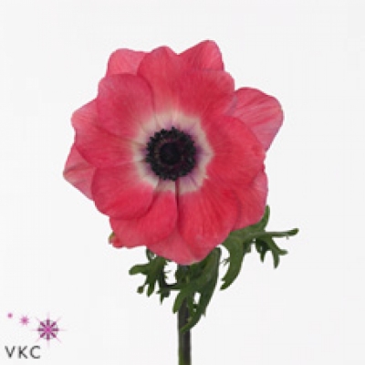 Sasanka CORONARIA MISTRAL PLUS SHOCKING PINK