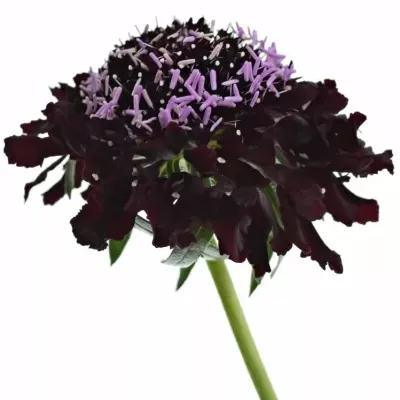 SCABIOSA AT BLACKBERRY SCOOP 55cm