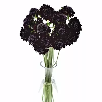 SCABIOSA AT BLACKBERRY SCOOP 55cm