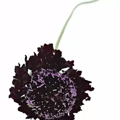 SCABIOSA AT BLACKBERRY SCOOP 55cm