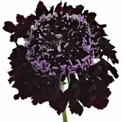 SCABIOSA AT BLACKBERRY SCOOP 55cm