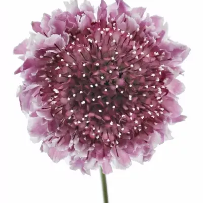 Scabiosa AT F SCOOP BICOLOR PINK 50cm