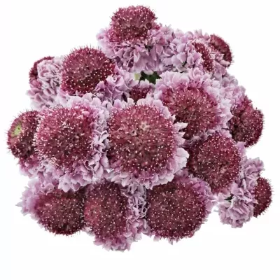 Scabiosa AT F SCOOP BICOLOR PINK 50cm