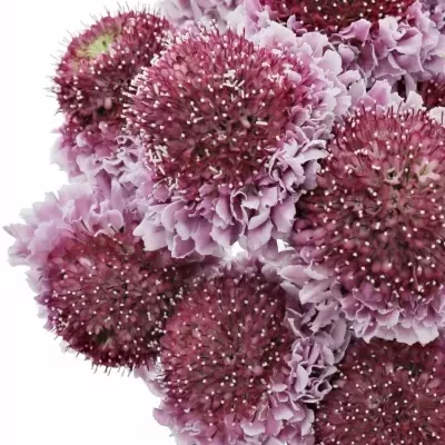 Scabiosa AT F SCOOP BICOLOR PINK 50cm