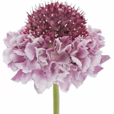 Scabiosa AT F SCOOP BICOLOR PINK 50cm