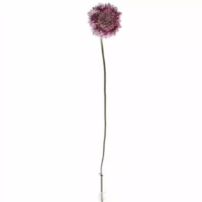 Scabiosa AT F SCOOP BICOLOR PINK 50cm