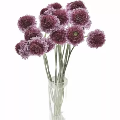 Scabiosa AT F SCOOP BICOLOR PINK 50cm