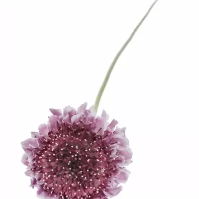 Scabiosa AT F SCOOP BICOLOR PINK 50cm