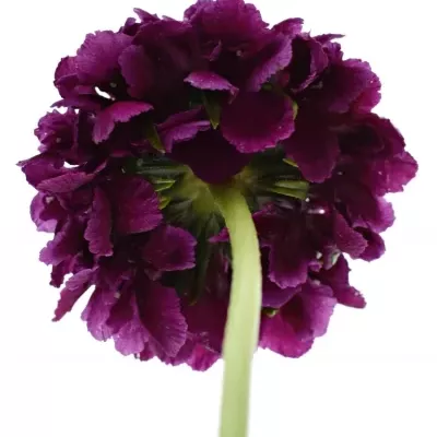 SCABIOSA AT F SCOOP DARK PURPLE 50cm