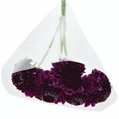 SCABIOSA AT F SCOOP DARK PURPLE 50cm