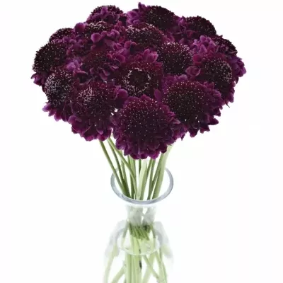 SCABIOSA AT F SCOOP DARK PURPLE 50cm