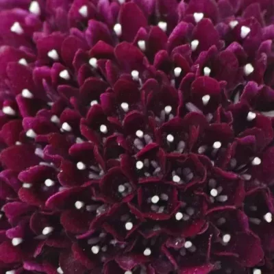 SCABIOSA AT F SCOOP DARK PURPLE 50cm