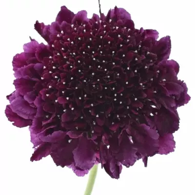 SCABIOSA AT F SCOOP DARK PURPLE 50cm