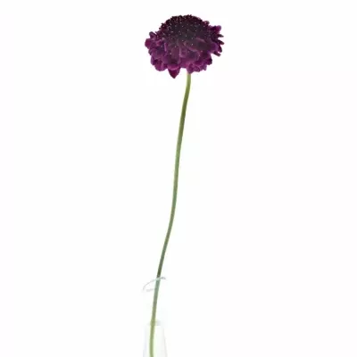 SCABIOSA AT F SCOOP DARK PURPLE 50cm