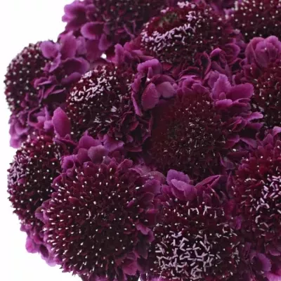 SCABIOSA AT F SCOOP DARK PURPLE 50cm