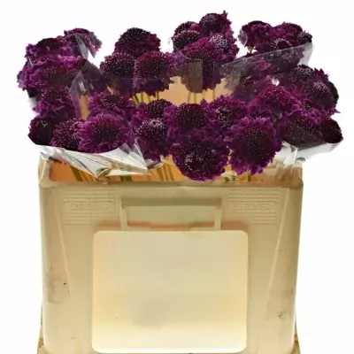 SCABIOSA AT F SCOOP DARK PURPLE 50cm