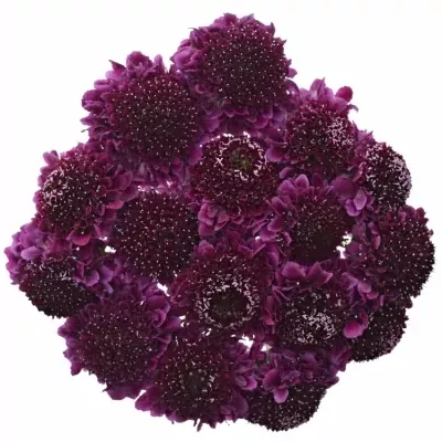 SCABIOSA AT F SCOOP DARK PURPLE 50cm