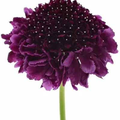 SCABIOSA AT F SCOOP DARK PURPLE 50cm