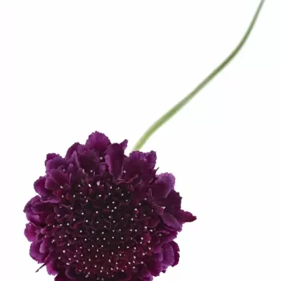 SCABIOSA AT F SCOOP DARK PURPLE 50cm