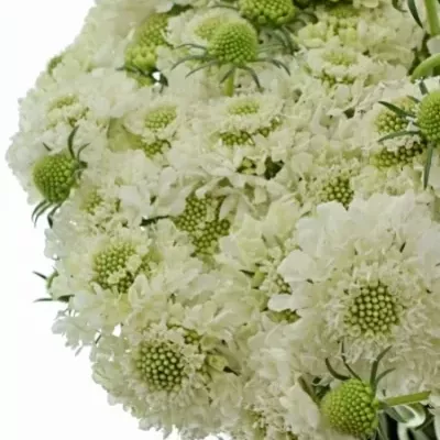 Scabiosa AT FOCAL SCOOP WHITE IMPROVED