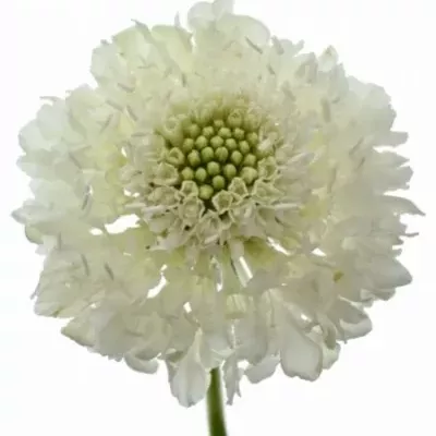 Scabiosa AT FOCAL SCOOP WHITE IMPROVED