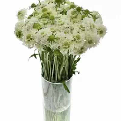 Scabiosa AT FOCAL SCOOP WHITE IMPROVED