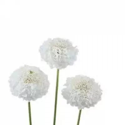 Scabiosa AT FOCAL SCOOP WHITE