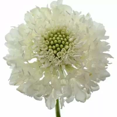 Scabiosa AT MILKY SCOOP 60cm