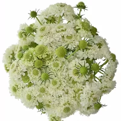 Scabiosa AT MILKY SCOOP 60cm