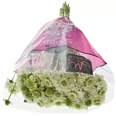 Scabiosa AT MILKY SCOOP 60cm