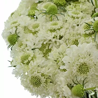 Scabiosa AT MILKY SCOOP 60cm