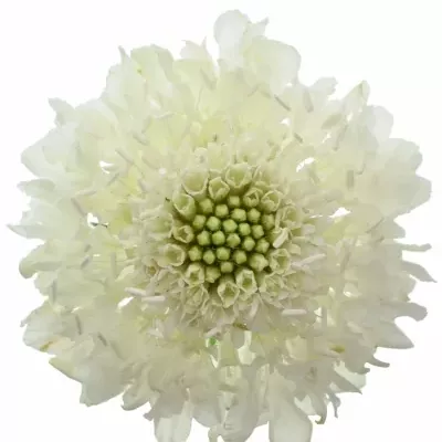 Scabiosa AT MILKY SCOOP 60cm