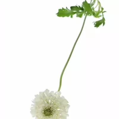 Scabiosa AT MILKY SCOOP 60cm