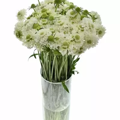 Scabiosa AT MILKY SCOOP 60cm