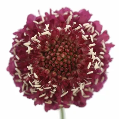 SCABIOSA ATROPURPURE